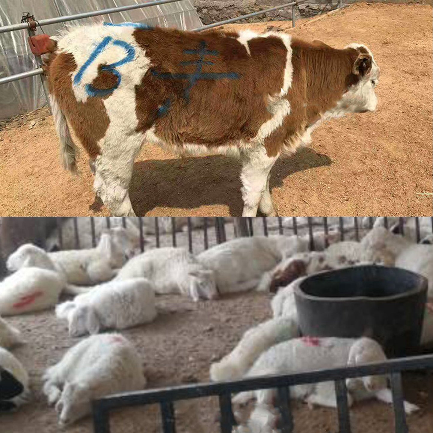 4PCS Livestock Marking Crayon Pig Cattle Cow Sheep Marker Farming Livestock Marking Accessories - view 4