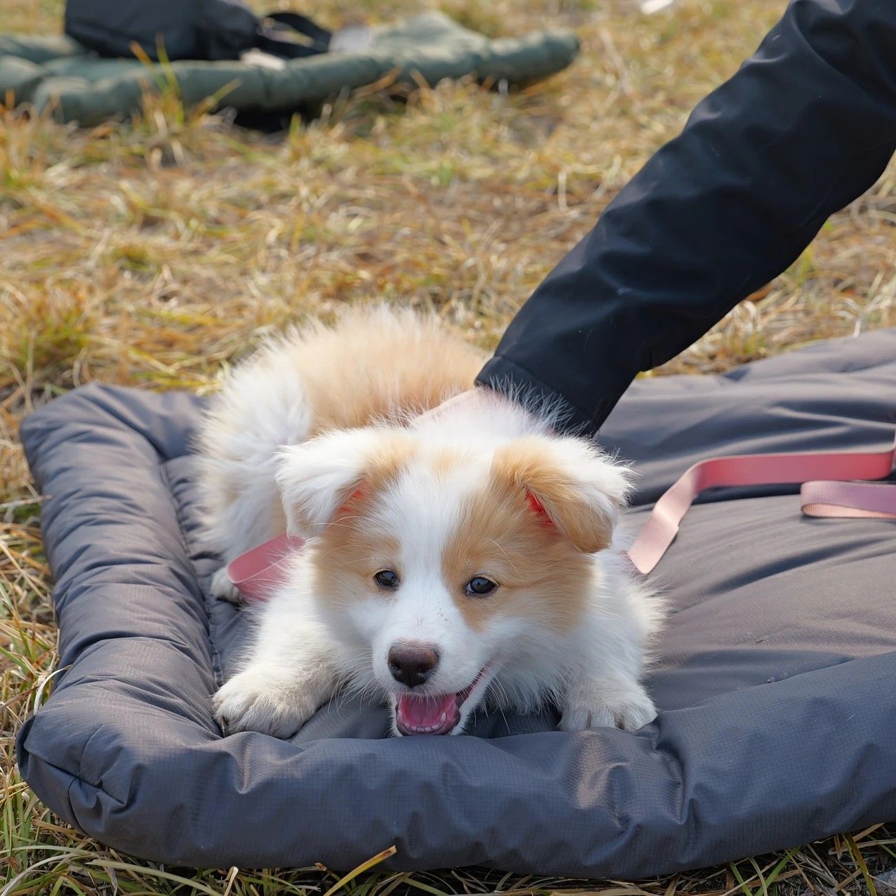 High-Quality Pet Portable Moisture-Proof Mattress, 120x80cm Large Size, Foldable for Storage, Wear-Resistant and Waterproof, All-Season Use, Suitable for Indoor and Outdoor, Ideal for Both Cats and Dogs.red - view 7