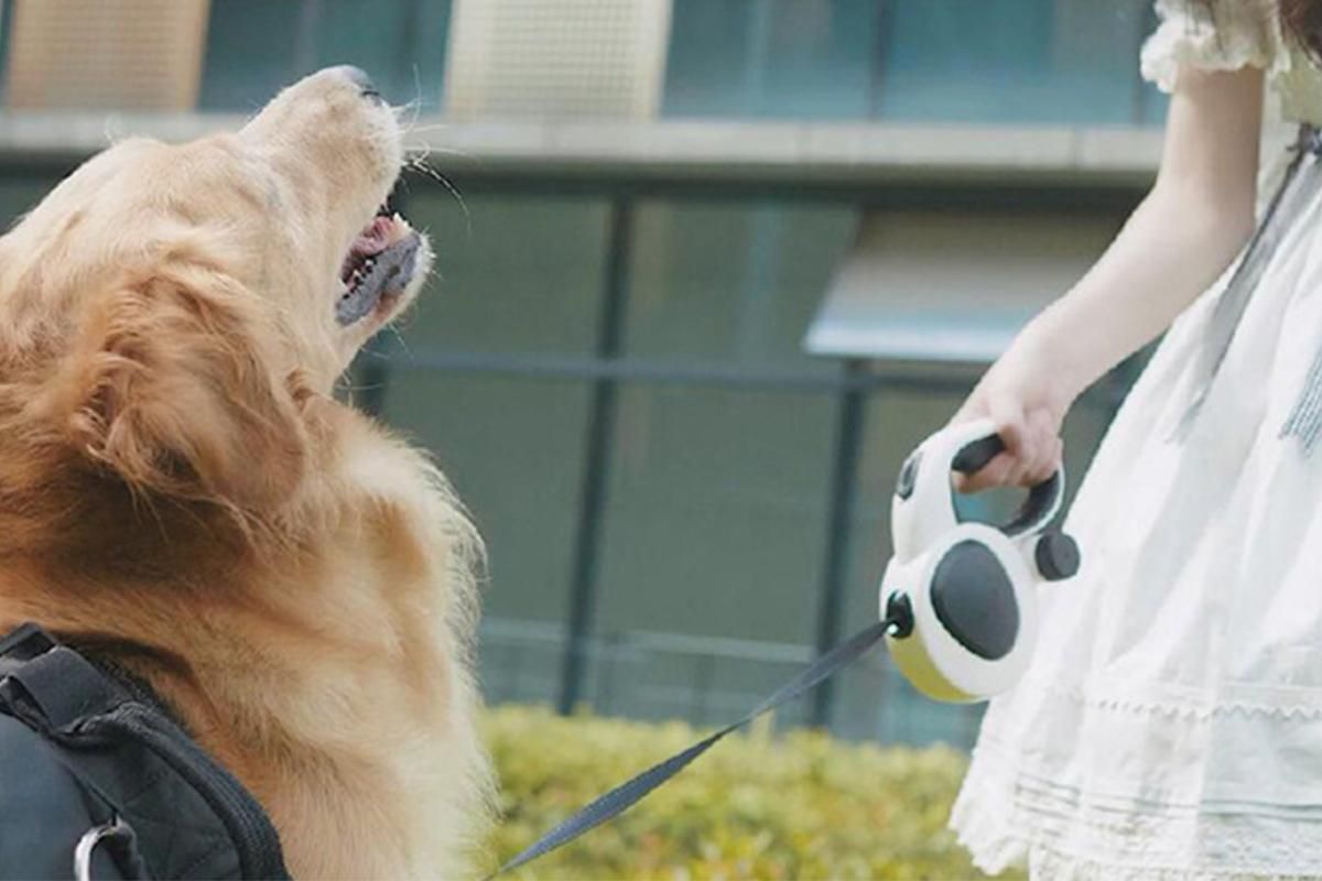 5m Auto Retractable Dog Leash with LED Light Pet Walking Lead for Small Medium Large Dogs - M - view 5