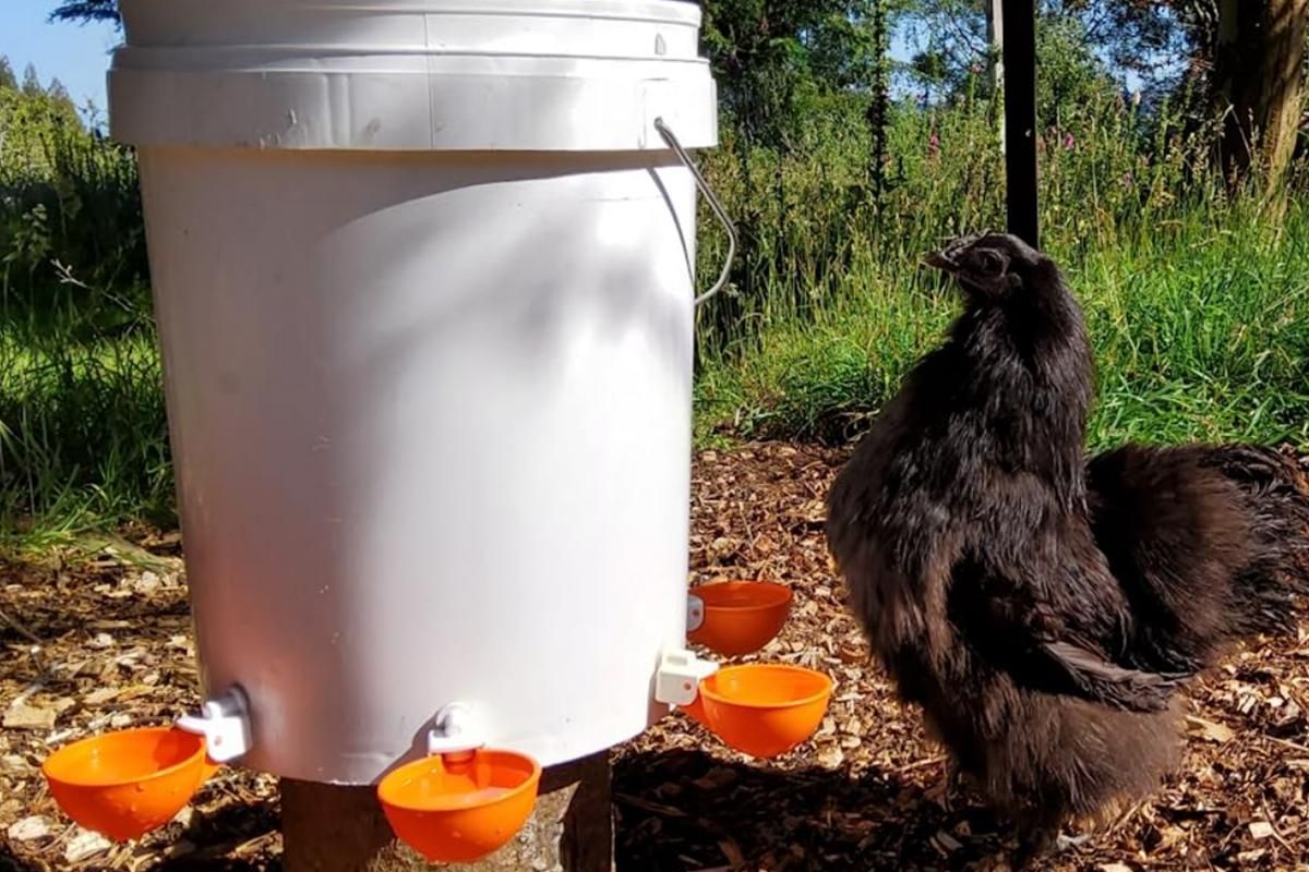 10Pcs Chicken Water Cup Feeder Automatic Drinking Bowl Poultry Cup-Orange - view 2