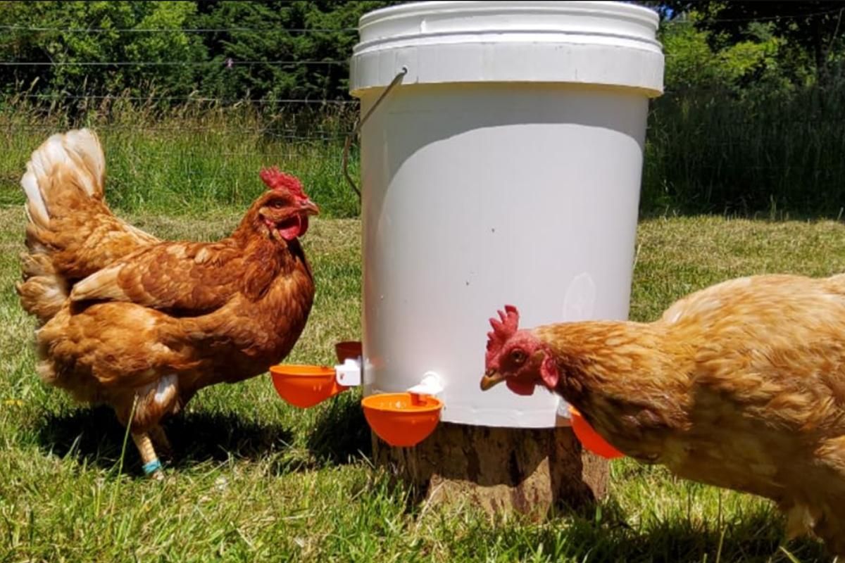 10Pcs Chicken Water Cup Feeder Automatic Drinking Bowl Poultry Cup-Orange - view 4