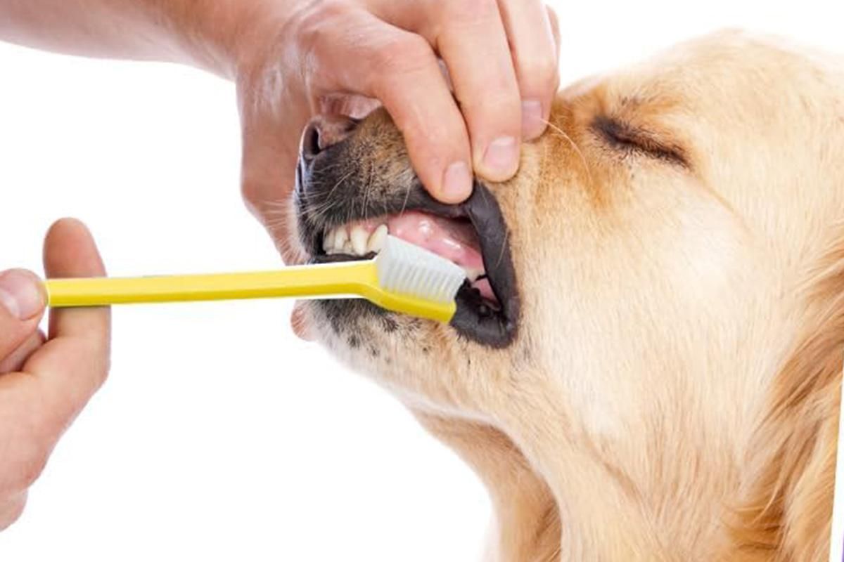 10 Pcs Pet Toothbrush Dual-End Long Handle for Dogs Cats - view 7
