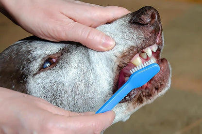 10 Pcs Pet Toothbrush Dual-End Long Handle for Dogs Cats - view 8