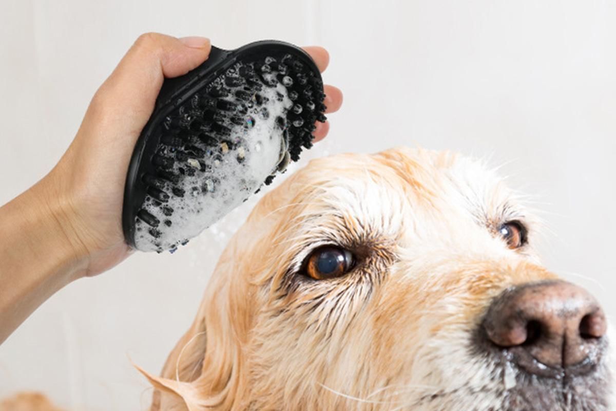 2 Pack Pet Grooming Brush Set Deshedding Double Sided Comb Massage Brush-Black - view 4