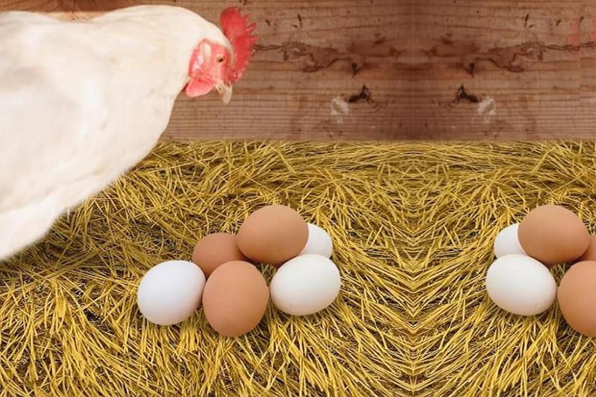 6Pcs Chicken Nesting Pads Artificial Grass Rug Carpet Washable Chicken Coop Bedding - view 9