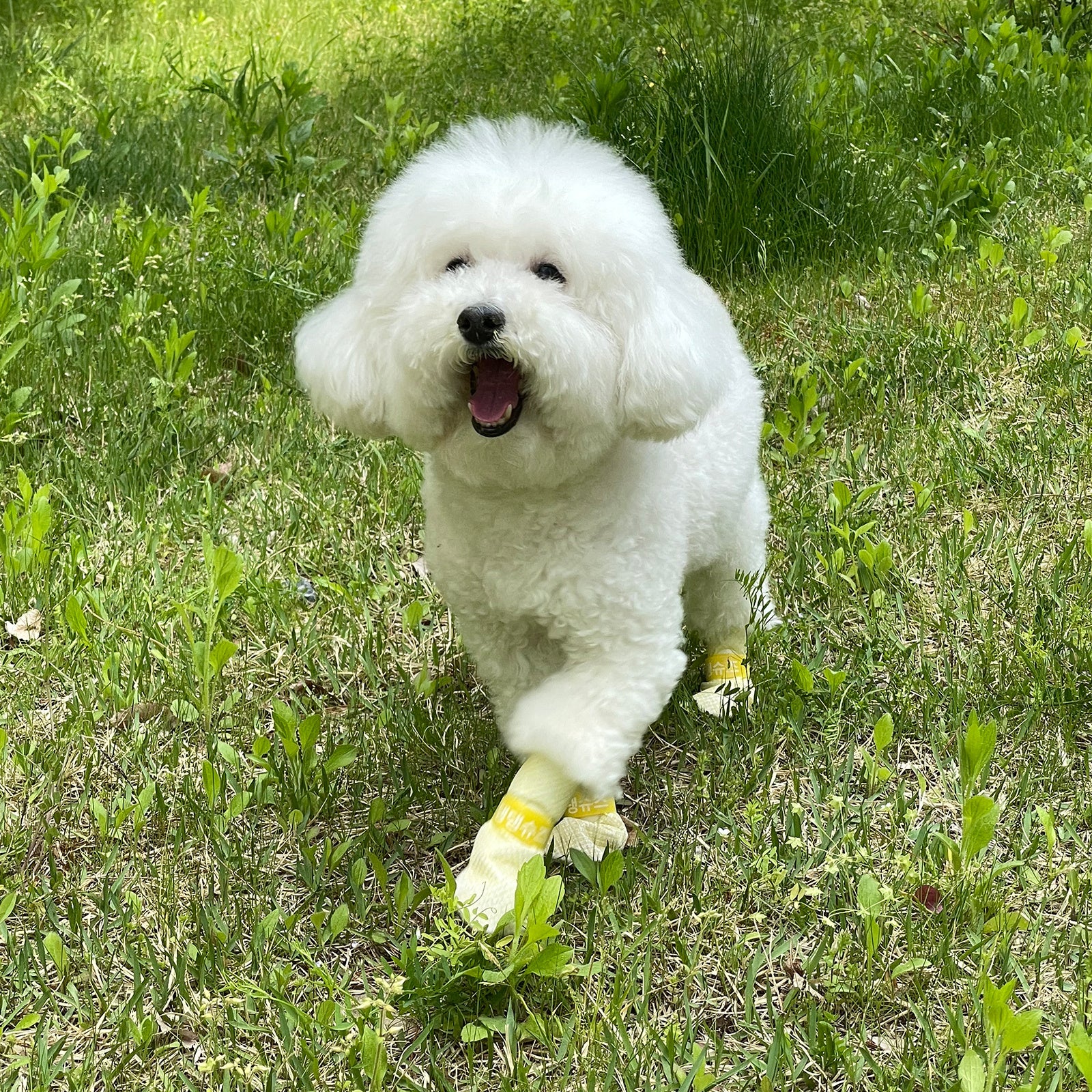 28pc X Dog Shoes Waterproof Disposable Boots Anti-Slip Pet Socks M VIOLET - view 2