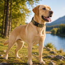 Khaki Tactical Dog Collar for Large Dogs (XL size)- Wide Padded Nylon Collar with Quick Release Metal Buckle, Control Handle and D-Ring for Walking and Training - view 2